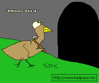 Miner bird